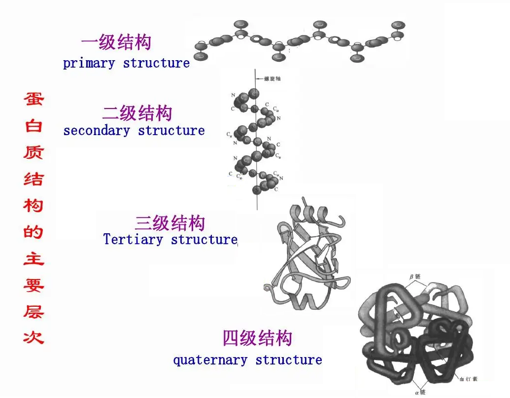 蛋白质结构.png