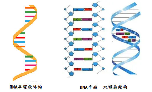 RNA和DNA.png