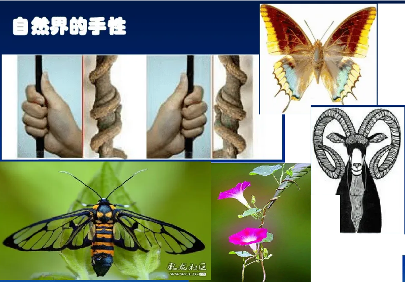 生物手性.png