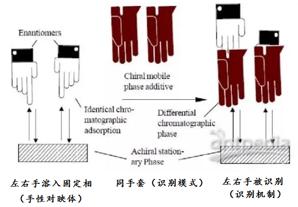 手性识别机制.png