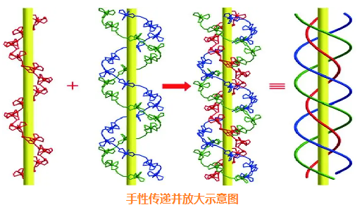 手性传递并放大.png