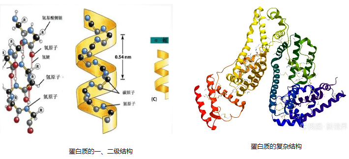 蛋白质结构.png