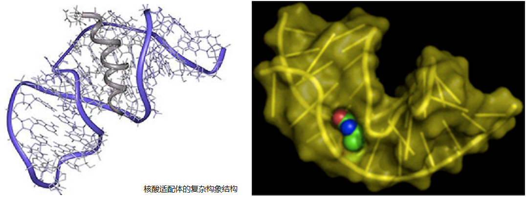 Aptamer.png