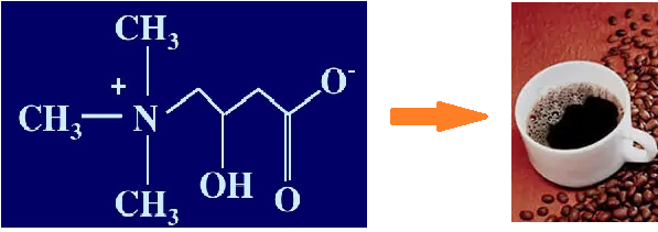 左旋肉碱.png