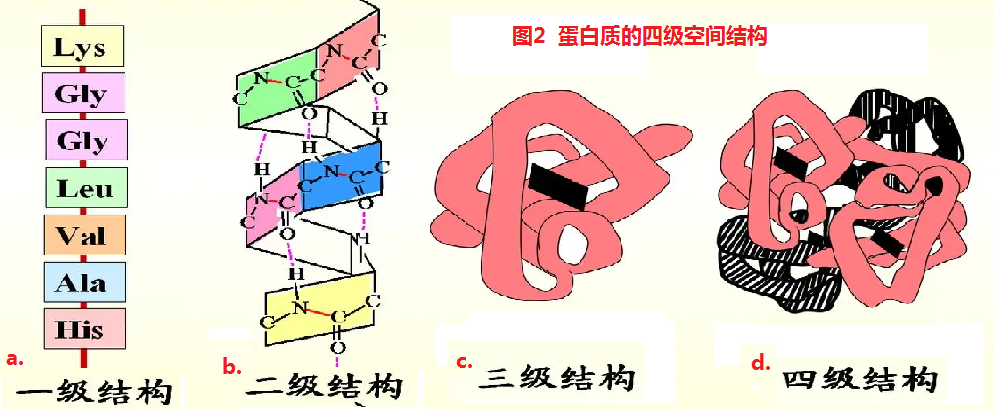 蛋白质的空间结构.png