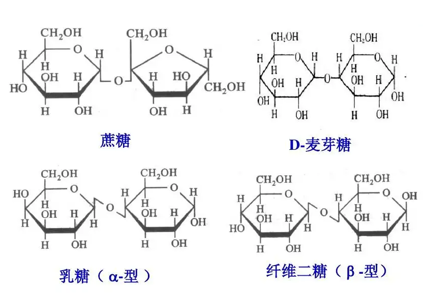 重要的双糖.png